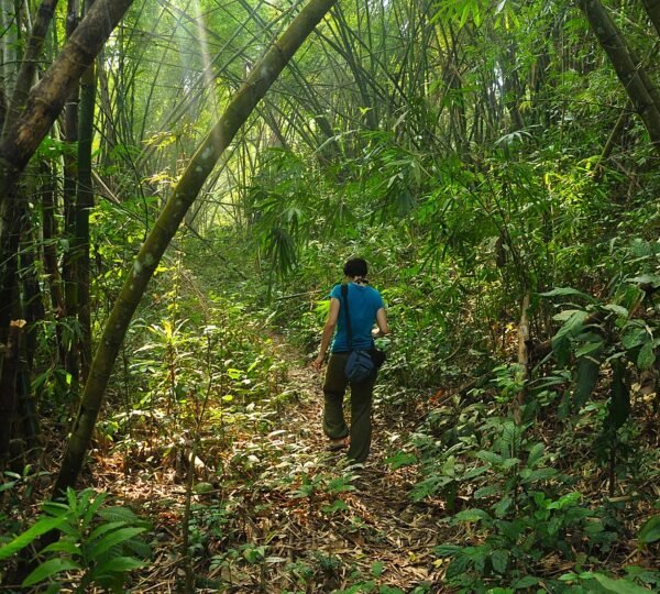 Bamboo in Lawachara