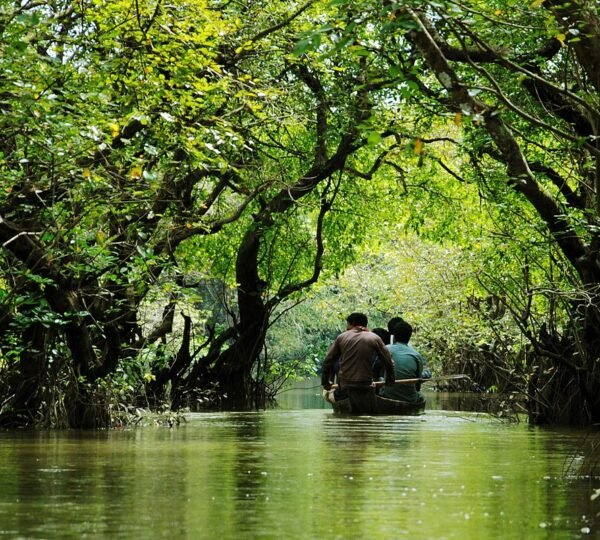 Ratargul Swamp Forest Sylhet