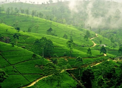 Best of Bangladesh in 10 Days: Dhaka, Tea Country, Mosque City and the Sundarbans